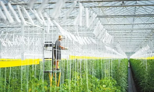 加強規?；N植基地建設與農業生產托管服務，助力蔬菜產業穩定發展